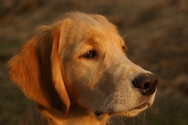 Tacoma Dog and Pet Care Directory,  labrador puppies for sale tacoma, Tacoma Dog and Pet Care Directory WA Washington.